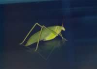 grasshopper At night.jpg (36kb)